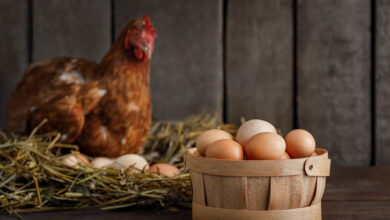 دلایل توقف تخم‌گذاری مرغ ‌ها و نقش جوجه یک‌ روزه در بازگشت به تولید